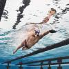 imageSpeedo UnisexAdult Swim Training Snorkel Bullet HeadCharcoal